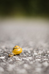 Snail 1