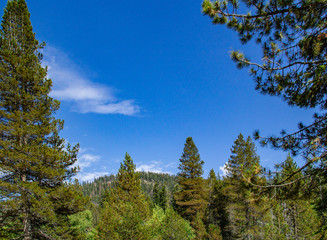 Fototapeta na wymiar Sequoia tree framed by greenery, mountain and clear blue sky in Sequoia National Park
