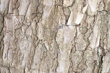 Tree bark texture, background image