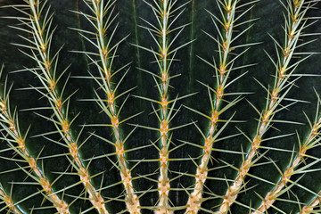 cactus closeup background image