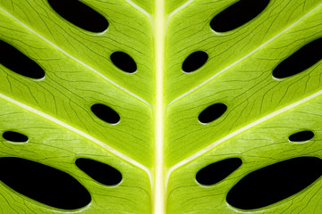 Fototapeta na wymiar green monstera leaves on black background