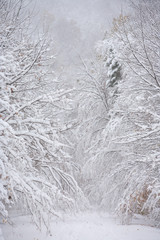 An early autumn snowfall on the Smugglers Notch (Rt. 108) road, Stowe, Vermont, USA