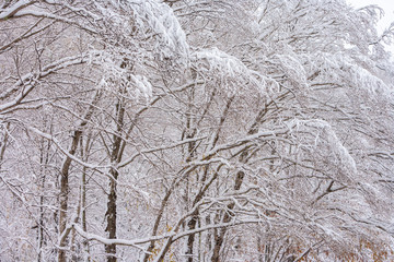 Autumn snow covered trees on Rte. 108, Stowe, Vermont, USA