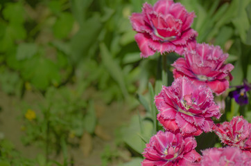 Terry fringed tulip Mascotte in garden