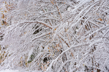 Autumn snow covered trees on Rte. 108, Stowe, Vermont, USA