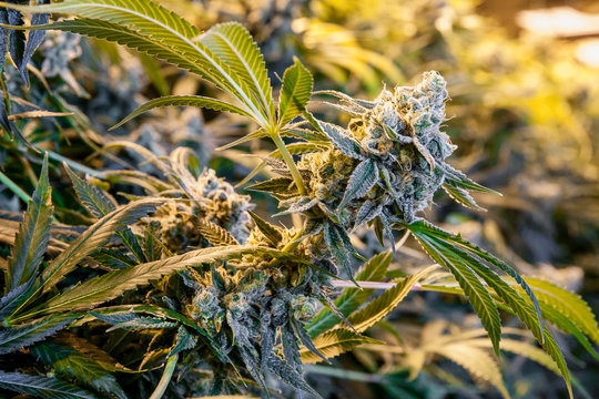 Legal cannabis grow room series - Marijuana growing and cultivation large bud in a grow room