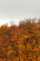 Fototapeta na wymiar Autumn tree tops in vibrant colors, with overcast sky (space for text) above. Abstract fall weather background.