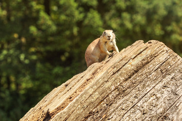 Black-tailed prairie dog (Cynomys ludovicianus) sitting on old wood log, looking into camere, blurred dark trees in background.