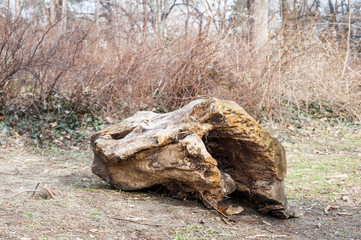 Fototapeta na wymiar Old stump, Old rotten wooden stump with hole from aging in the forest nature concept