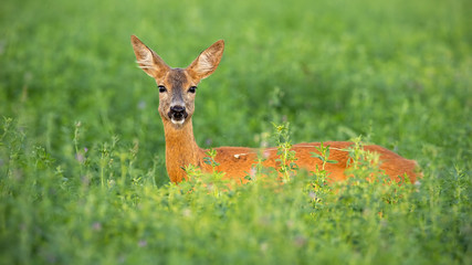 Naklejka premium Roe deer, capreolus capreolus, doe standing out on clover field in summer. Female wild mammal hidden in high vegetation. Wildlife scenery with animal from nature.