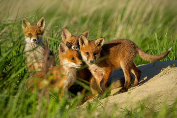 Naklejka na ściany i meble Four little red fox, vulpes vulpes, young cubs near den curiously watching around. Cute little wild predators in natural environment. Family of animals in wilderness.