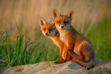 Curious red fox, vulpes vulpes, small young cubs at sunset near burrow. Cute little wild predators in nature looking to camera. Animals in wilderness with space for copy