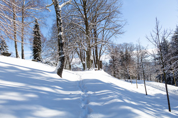 Sunshine appearing among the trees in the winter landscape.