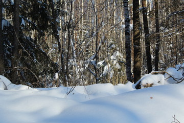 Landscape of winter snow-covered forest.