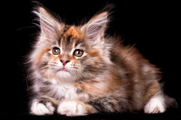Fototapeta premium Nice maine coon kitty on black background.