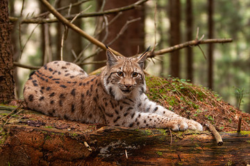 Eurasian lynx laying on fallen tree in autumn forest with blurred background. Endangered mammal predator in natural environment. Wildlife scenery from nature.