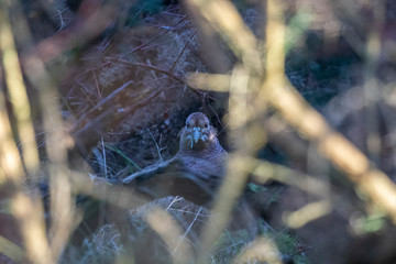 Female ring-necked Pheasant, Phasianus colchicus, close up while grazing amongst pine forest in Scotland during winter. 