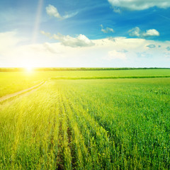 Obraz premium Green field and blue sky with light clouds. Above the horizon is a bright sunrise.
