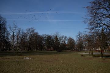 Park w słoneczny zimowy dzień roztopy