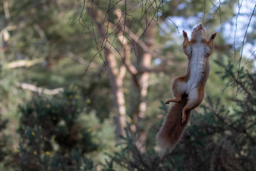 Red squirrel, Sciurus vulgaris, leaping upwards between birch tree branches with woodland background during winter in Scotland.
