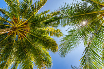 Fototapeta na wymiar Tropical trees background concept. Beautiful exotic nature view, wonderful palm trees, looking up