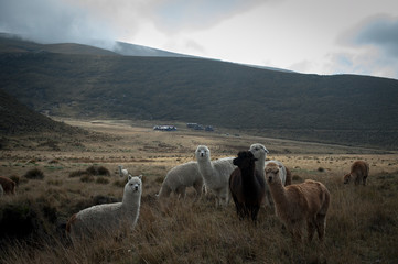 Fototapeta premium Galapagos