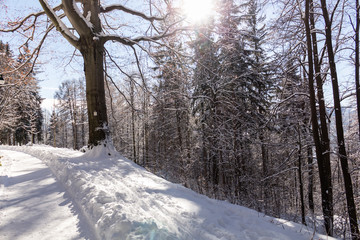 Obraz premium Sun-drenched winter landscape covered with snow on trees.