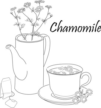 chamomile still life
