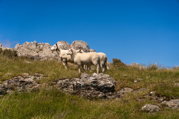 Obraz premium great sheeps at the lookout in akaroa New Zealand, New Zealand's wildlife, animal photography image in New Zealand, wild sheeps of New Zealand