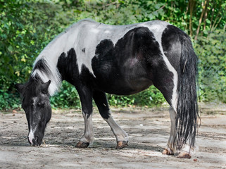Black and white pony in its enclosure
