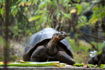 Galapagos