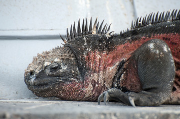 Galapagos