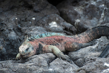 Galapagos