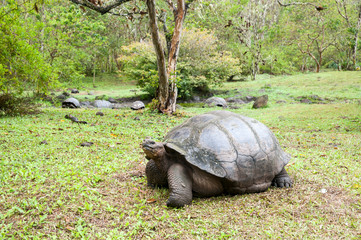 Galapagos
