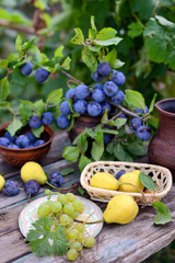 Still life with pears, plums and grapes