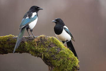 Two Eurasian Magpies, Pica Pica, on moss covered branch in winter. Pair of black and white birds in winter. - obrazy, fototapety, plakaty