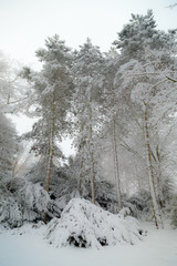 the trees in snow nearby the frozen lake