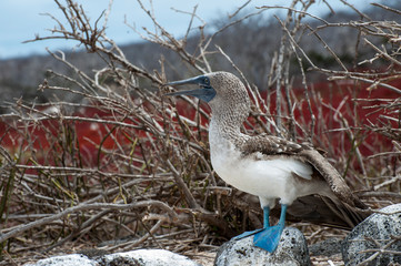 Galapagos