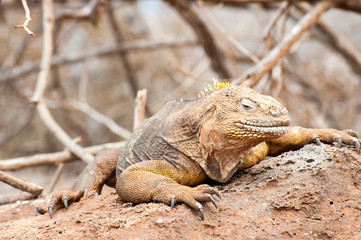 Galapagos
