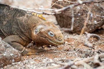 Galapagos