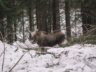 reindeer in the Bayerischer Wald National Park