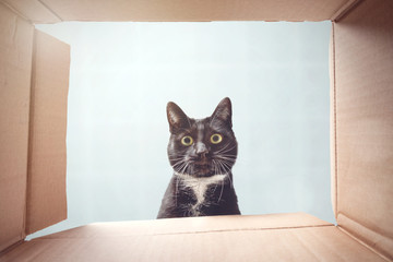 Katze schaut neugierig in einen Karton