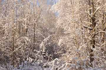 Beautiful winter landscape in the snowy park.