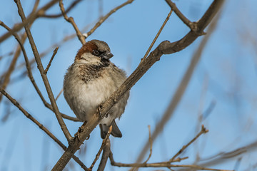 A fun gray and yellow sparrow is on a brown branch with white hoarfrost in the park in winter on a...