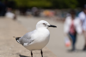 close up photography of a seagull in Queenstown New Zealand, amazing image of a gull with blurry background, animal photography