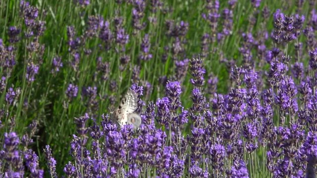 Mosel-Apollo (Parnassius apollo vinningensis) in Lavendelfeld
