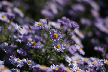 Purple aster flowers