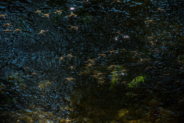 Parco Naturale di Krka (Croazia)