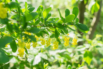 Yellow flowers on the barberry bush