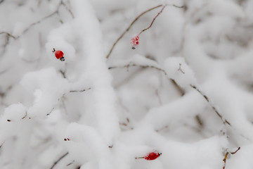 the trees in snow nearby the frozen lake